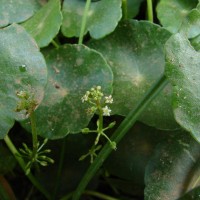 Hydrocotyle verticillata Thunb.